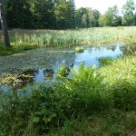 En lille dam på Bornholm