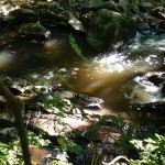 A stream in the forest near Gudhjem